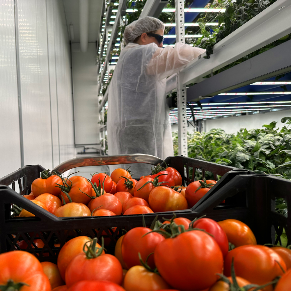 How AI Agents Could Transform Tomato Farming: The Future of Smart
